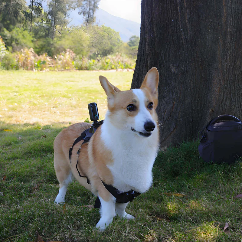Pets Strap