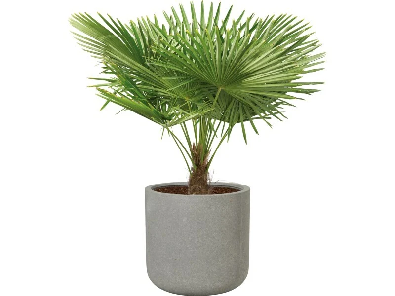 B-Ware Pflanztopf Leichtzement grau 41x41cm Blumentopf mit Bodenloch für Bewässerung
